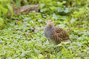 A grey partridge (Perdix perdix)