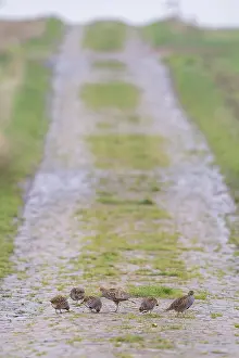 Grey partridge (Perdix perdix)