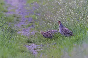 Grey partridge (Perdix perdix) breeding pair with male and female on a flowering field path foraging in spring