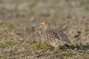 Grey partridge (Perdix perdix) Cock in breeding plumage