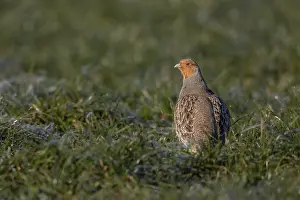 A grey partridge (Perdix perdix) enjoys the warming morning sun