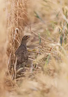 Grey partridge (Perdix perdix) female standing at the edge of a grain field while foraging in summer
