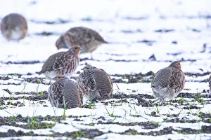Grey partridge (Perdix perdix) Germany