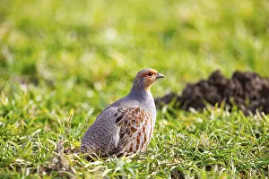 Grey partridge (Perdix perdix) Germany