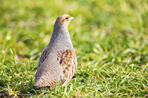 Grey partridge (Perdix perdix) Germany
