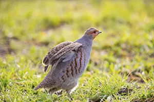 Grey partridge (Perdix perdix) Germany
