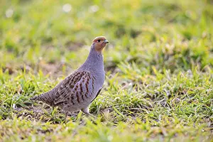 Grey partridge (Perdix perdix) Germany