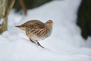 Grey partridge (Perdix perdix) in the snow