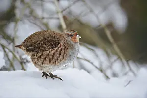 Grey partridge (Perdix perdix) in the snow