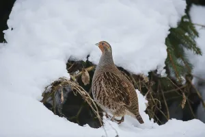 Grey partridge (Perdix perdix) in the snow