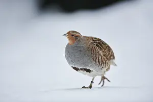 Grey partridge (Perdix perdix) in the snow