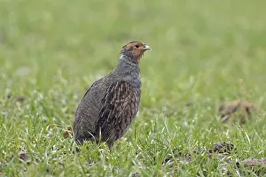 Grey partridge standing in green meadow looking right