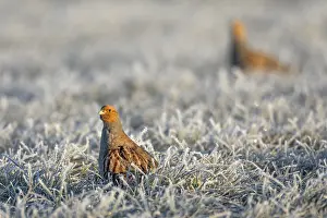 Grey partridges (Perdix perdix)