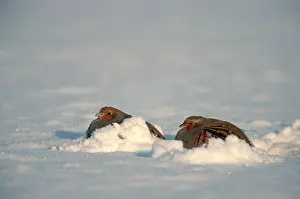 Grey (Perdix perdix) Partridges in winter