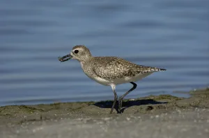 Grey Plover (Pluvialis squatarola) adult