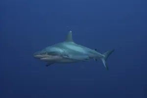 Grey Reef Shark (Carcharhinus amblyrhynchos)