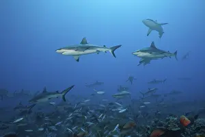 Grey reef shark, Carcharhinus amblyrhynchos