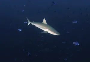 Grey Reef Shark (Carcharhinus amblyrhynchos)