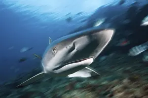 Grey reef shark, Carcharhinus amblyrhynchos