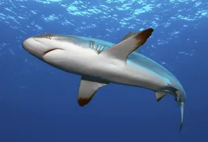 Grey reef shark (Carcharhinus amblyrhynchos)