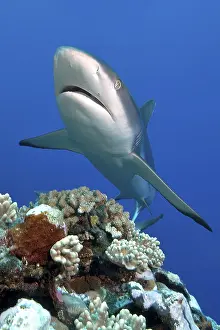 Grey reef shark (Carcharhinus amblyrhynchos)
