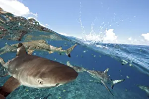 Grey reef shark (Carcharhinus amblyrhynchos)