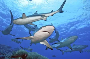Grey reef shark (Carcharhinus amblyrhynchos) and blacktip reef shark