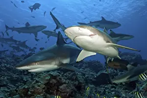 Grey reef shark (Carcharhinus amblyrhynchos) and blacktip reef shark (Carcharhinus melanopterus)