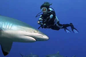 Grey reef shark (Carcharhinus amblyrhynchos) and diver