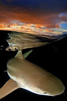 Grey reef shark (Carcharhinus amblyrhynchos) at sunset
