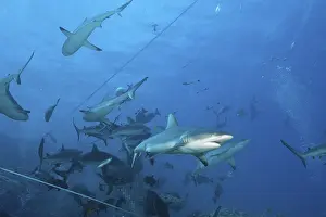 Grey reef shark feeding, Carcharhinus amblyrhynchos