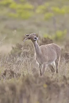 Grey rhebock (Pelea capreolus) at Bontebok National Park
