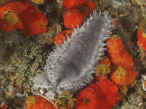 Grey sea cucumber with spines, Cape Town sea cucumber (Hemiocnus insolens)