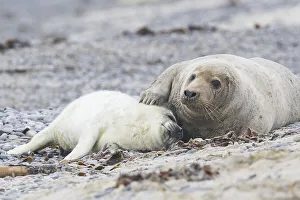 Grey seal, also Atlantic or horsehead seal (Halichoerus grypus)