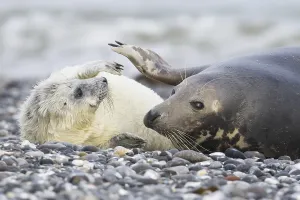 Grey seal, also Atlantic or horsehead seal (Halichoerus grypus) with pup