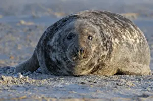 Grey Seal bull (Halichoerus grypus)