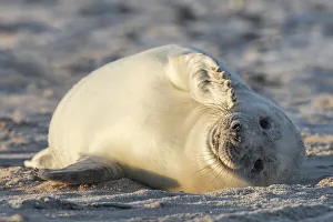 Grey seal, Dune Island Helgoland
