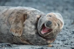 Grey Seal, female, Helgoland, Schleswig-Holstein