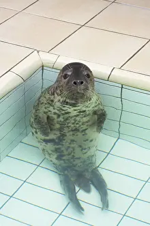 Grey seal, grey seals (Halichoerus grypus)