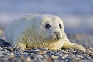 Grey Seal (Halichoerus grypus)