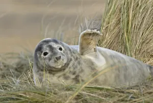 Grey Seal (Halichoerus grypus)