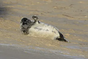 Grey Seal (Halichoerus grypus)