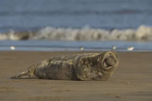 Grey Seal (Halichoerus grypus)