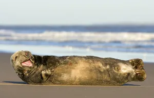 Grey Seal (Halichoerus grypus)