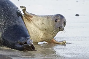 Grey Seal (Halichoerus grypus)