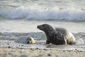 Grey seal (Halichoerus grypus)