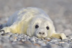 Grey Seal (Halichoerus grypus)