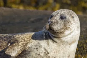 Grey seal (Halichoerus grypus)