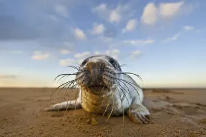 Grey Seal (Halichoerus grypus)