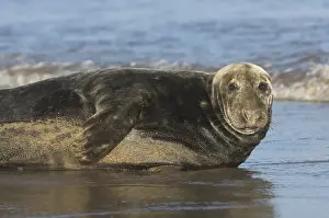 Grey Seal (Halichoerus grypus)